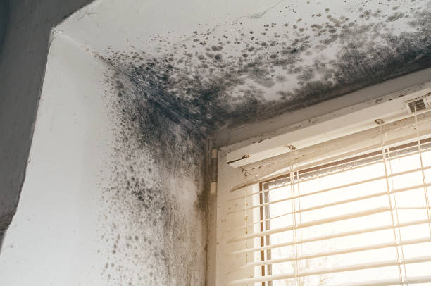 Trusted Basement Mold Remediation service in Raleigh, NC - Cheap Mold Removal
