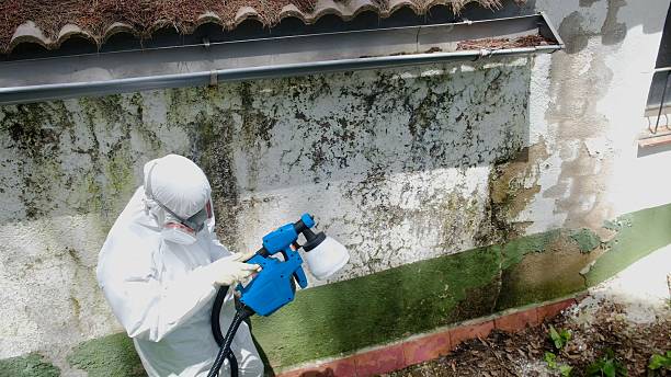 Trusted Black Mold Removal service in Raleigh, NC - Cheap Mold Removal